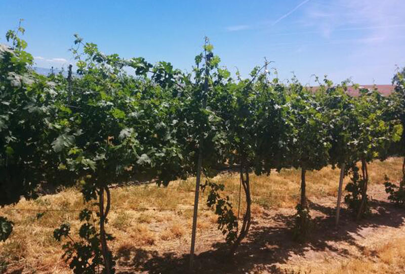 Gardena Creek Winery