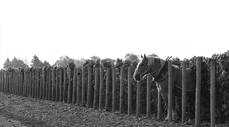 Horsepower Vineyards